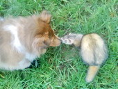 Frett und Fee