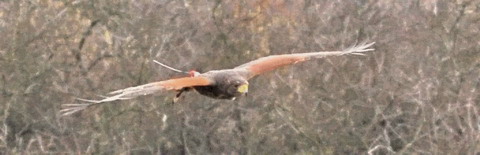 http://www.lokki-oberursel.de/images/Pekko_Flug_480-schmal.jpg