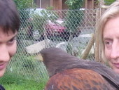 Nikko und Detlef mit HarrisHawk Percy im Sommer 2007